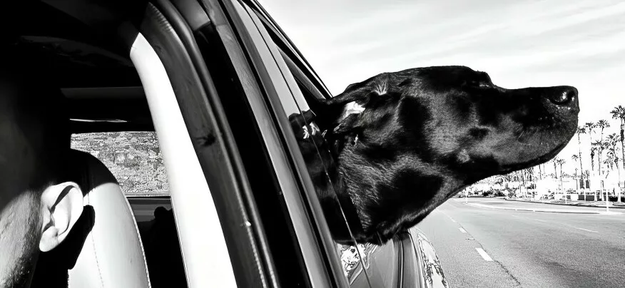 Black lab sticking his head out the car window as he goes on a drive