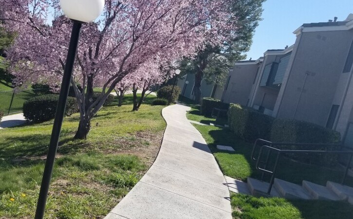 Pathway along the Cherry Blossom trees